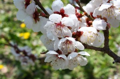 平岡公園 梅林2012'5