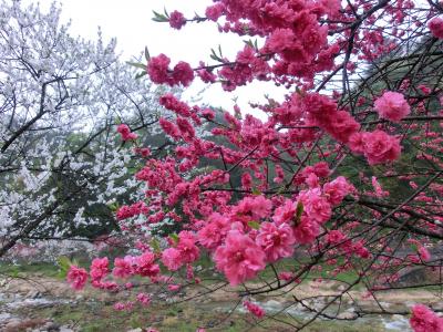 はなももと水芭蕉便り（南木曾・富士見台高原）