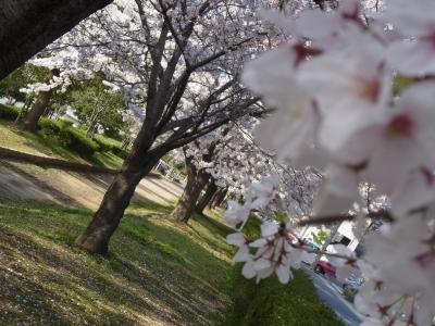 兵庫桜巡り２０１２（さくら夙川＆姫路）