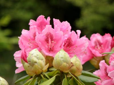 約３０００株のシャクナゲが見ごろの山崎花菖蒲園