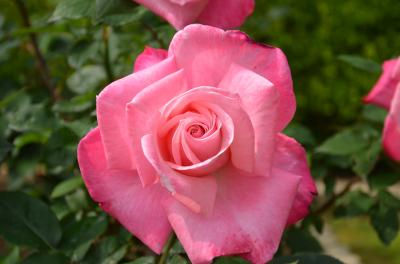 1200坪の庭園に咲く、2000株のバラ in NARA