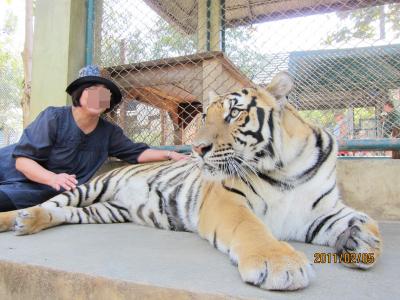 チェンマイ②　虎との触れ合い？