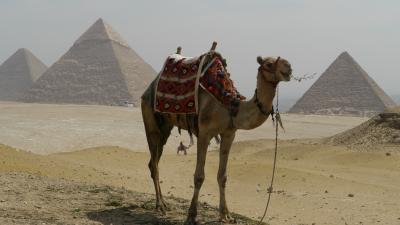 ナイル河クルーズ　エジプト８日間4（Day3　ピラミッドとらくだちゃん）