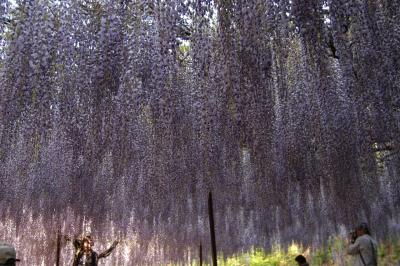 白毫寺（兵庫県丹波市）＆大町藤公園（兵庫県朝来市）のフジ