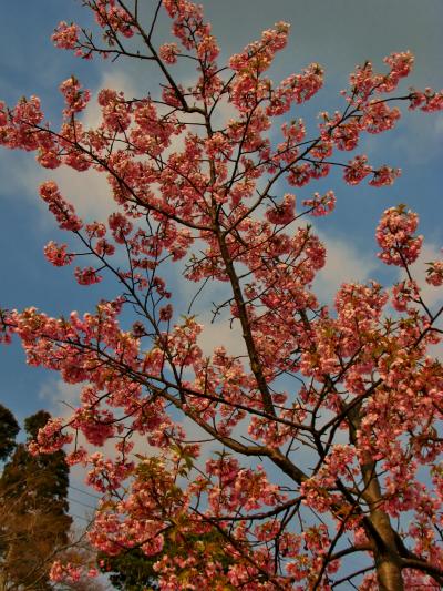 鋸南町　佐久間ダム親水公園の頼朝桜　☆花いっぱい運動で名所づくり