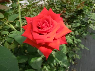 2012  今年の誕生日は‥志摩で‥薔薇 　「志摩ローズファーム」