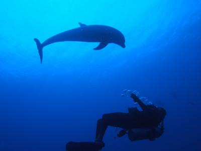 ２０１２　タヒチ　イルカとダイブ　ＩＮ　ランギロア　その３