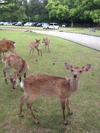 2012年05月　奈良の春日大社に行ってきました。