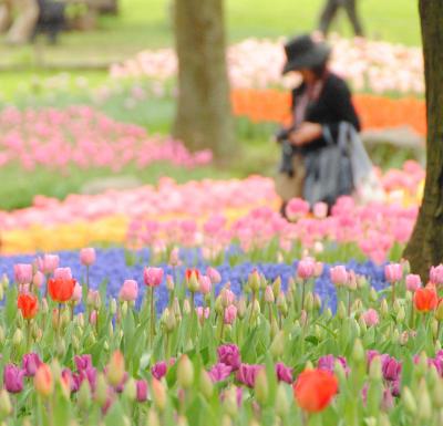Japan　昭和記念公園　チューリップ　2012　　～ミツバチばあやの冒険～