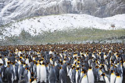 夢の南極クルーズ（６）：　サウスジョージア島のキングペンギンとアホウドリ