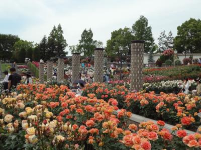 薔薇の咲く公園（１）　兵庫～荒牧バラ公園～