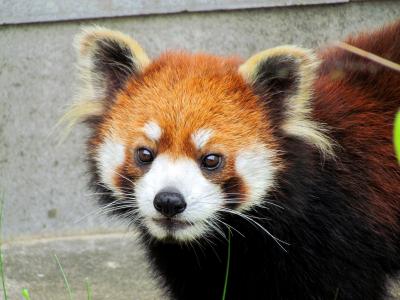 初夏のレッサーパンダ紀行【３】　とくしま動物園　スーパースター！？ソラ君にお嫁さん！！ミンミンちゃん公開開始！！