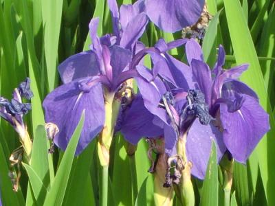 100年目の再開 尾形光琳作 『燕子花(かきつばた)図屏風』を観に行って・・・