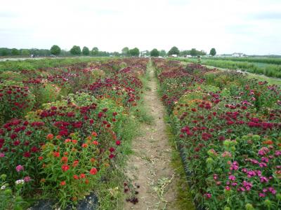 パリ郊外で野菜狩り