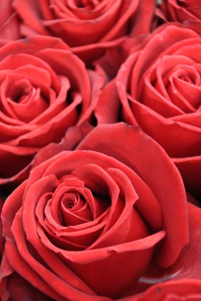 水彩画原画薔薇美しいイングリッシュローズたち① バラ（薔薇）・ローズの透明水彩画 白薔薇 花の絵 F6 原画