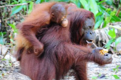 清明節ボルネオ旅21★クチン★森の人、オランウータンに会いに～セメンゴ野生動物リハビリセンター