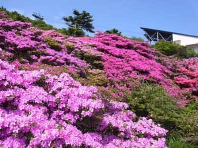 雲仙のミヤマキリシマ