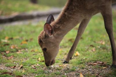 まさかの奈良修学旅行