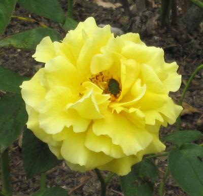 2012春、鶴舞公園のバラ(3/5)：サマーレディ、朝雲、アカペラ、ティファニー