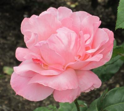 2012春、鶴舞公園のバラ(4/5)：白銀、ピンクパンサー、クィーン・エリザベス