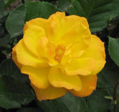 2012春、鶴舞公園のバラ(5/5)：黒真珠、月光、花房、ゴールドマリー84、ニコール