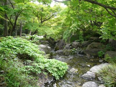 白鳥庭園の新緑いいですね。リフレッシュ出来ました～。