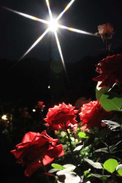 嬉し恥ずかし久しぶりの春バラと日本庭園の昼と夜の顔を楽しむ───旧古河庭園にて・その７：夜のライトアップの艶やかなバラ園