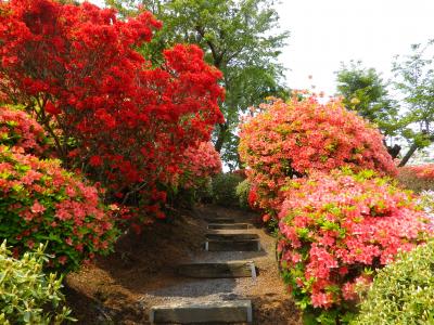 須賀川牡丹園と大桑原つつじ園のお花見