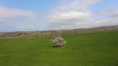 室蘭～伊達の桜　２０１２