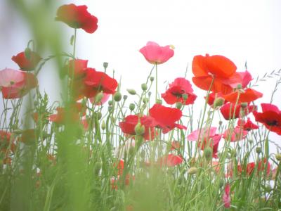 昭和記念公園　　☆シャーレーポピーと初夏の花たち☆
