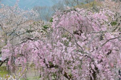 散り際の桜を古城に愛でる　～小諸城址と軽井沢雲場池～