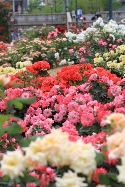 薔薇咲いて 公園の朝 始まりし　「中之島バラ園」