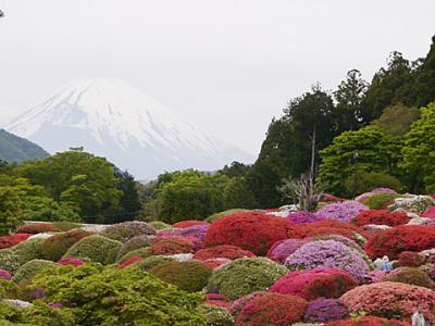 山のホテルのツツジだ