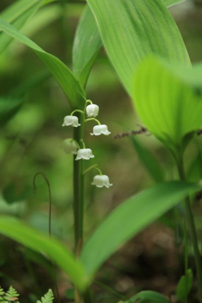 宇陀:吐山(はやま)と向淵(むこうじ)のスズラン 2012