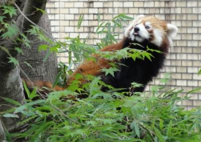 管理人さん全国制覇記念＠鹿児島市平川動物公園