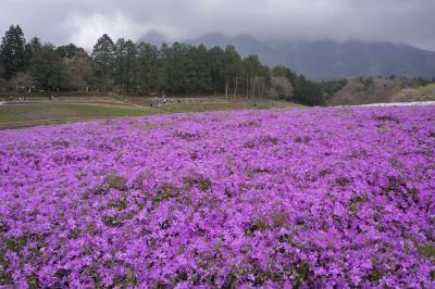 2012年春 あの福島原発事故の地の双葉町民も訪れた羊山公園がある 日帰り秩父市の旅名水＆芝桜編まとめページ。