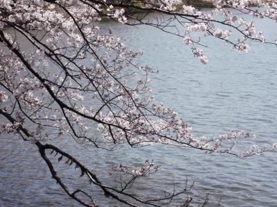 三ツ池の桜　（2012年） 