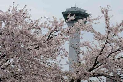 さくら、さくら１２