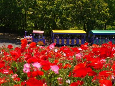 Poppy Garden Museum 2012