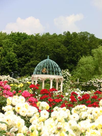 【1000種7000株のバラ　やっぱりすごい！京成バラ園】　昨年のリベンジ果たせました