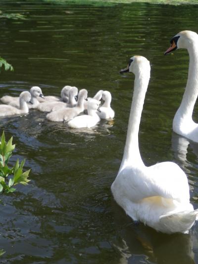 白鳥の赤ちゃんたち＠ランブイエ城 / Baby Swans, Rambouillet