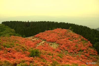 葛城山のつつじ