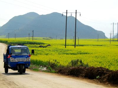 旅 中国→ラオス→中国 もうすぐ春ですね♪ 羅平