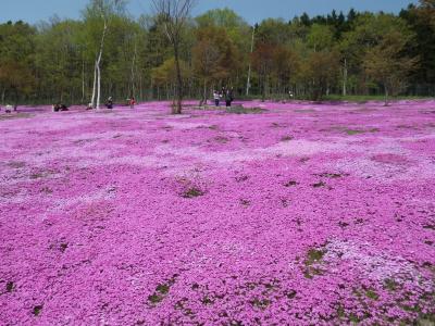 滝上芝桜公園