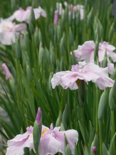 まもなくあやめまつり・・なので、花菖蒲がどれだけ咲いてるかな～？と見に行ってみた～！