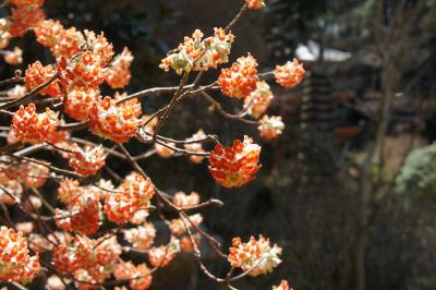 和菓子と桜の京都散策に、二日目は浄瑠璃寺から石仏巡り