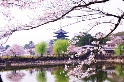 2012 桜旅 奈良編