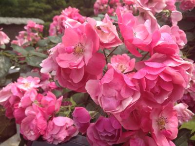 フラッと六義園・旧古河庭園