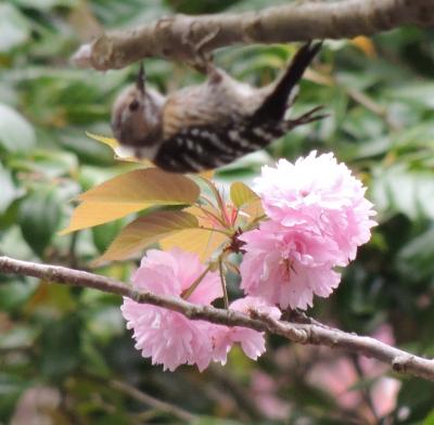 伊豆多賀・花便り、その5：GWから一か月-2012年版