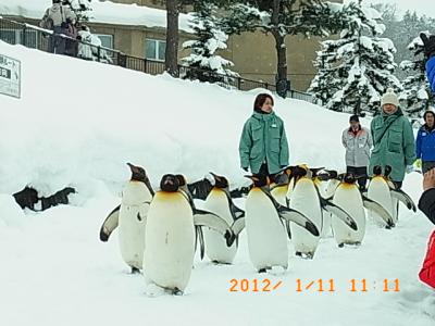 冬の旭山動物園